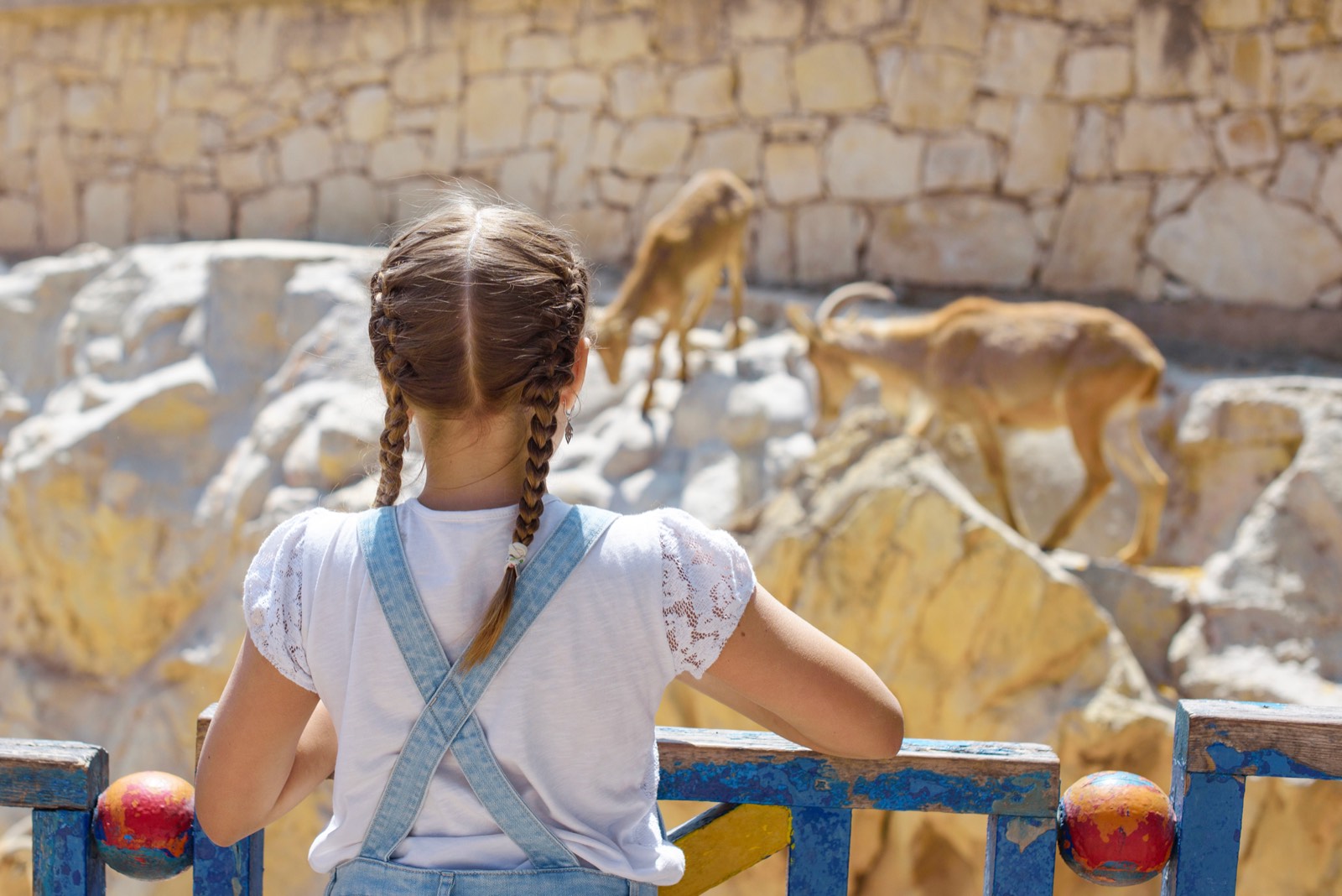 Niña alimentando una cabra en el zoológico